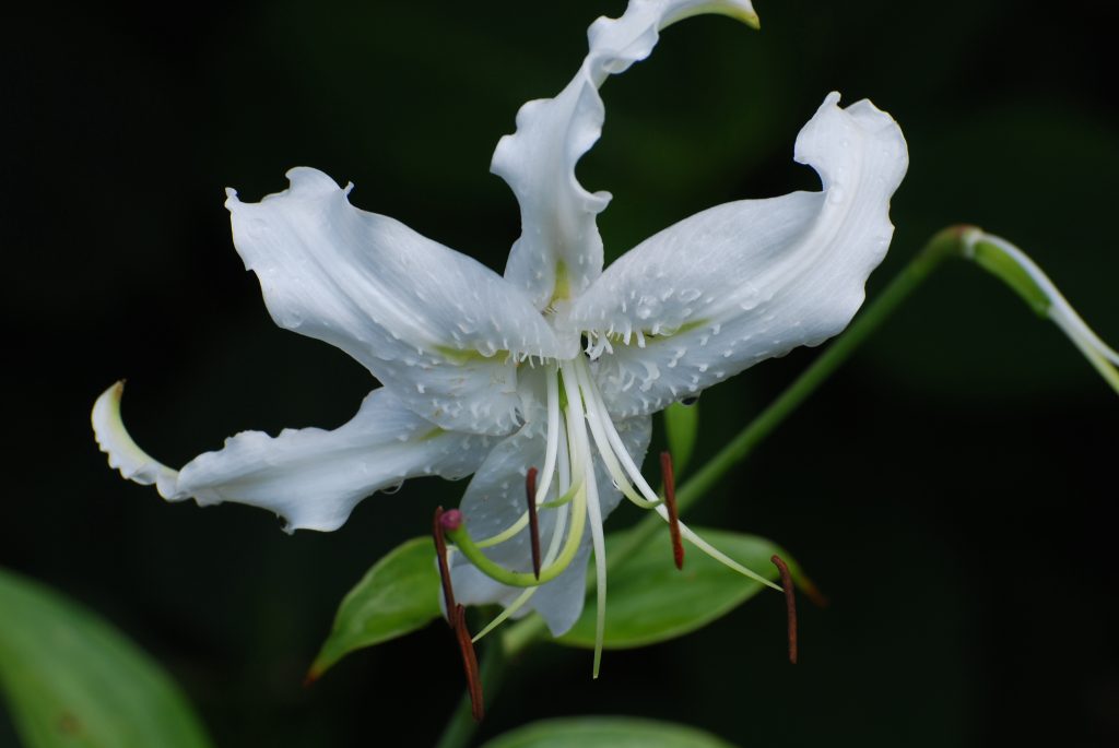 alfea excellia fleur de lys blanc en pleine floraison dans un jardin verdoyant