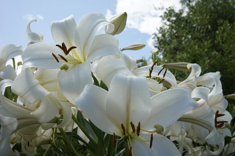 pac alfea excellia fleur de lys stargazer blanc en fleurs dans un jardin