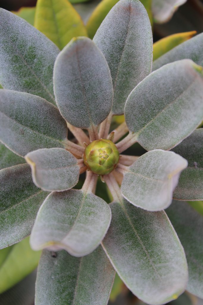pac alfea extensa duo plante verte naturelle en intérieur, feuille lustrée en gros plan
