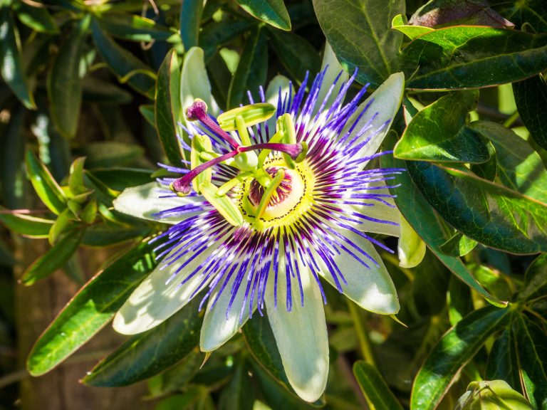 pac atlantic alfea excellia belle passiflore à pétales violets avec des feuilles vertes