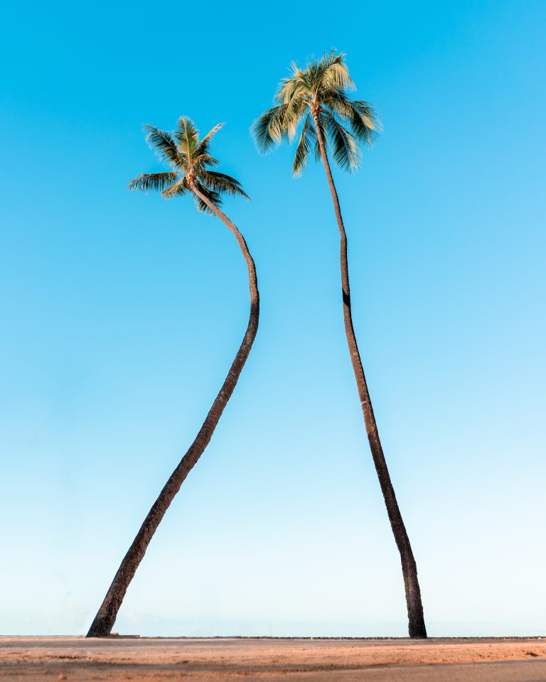 pac atlantic alfea extensa duo avec des palmiers vus en contre-plongée sous un ciel bleu