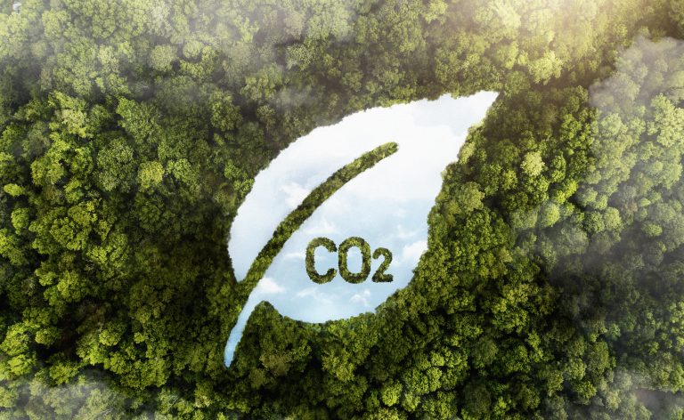 pac co2 vue d’arbres forestiers verts illustrant le cycle du CO2 en forêt